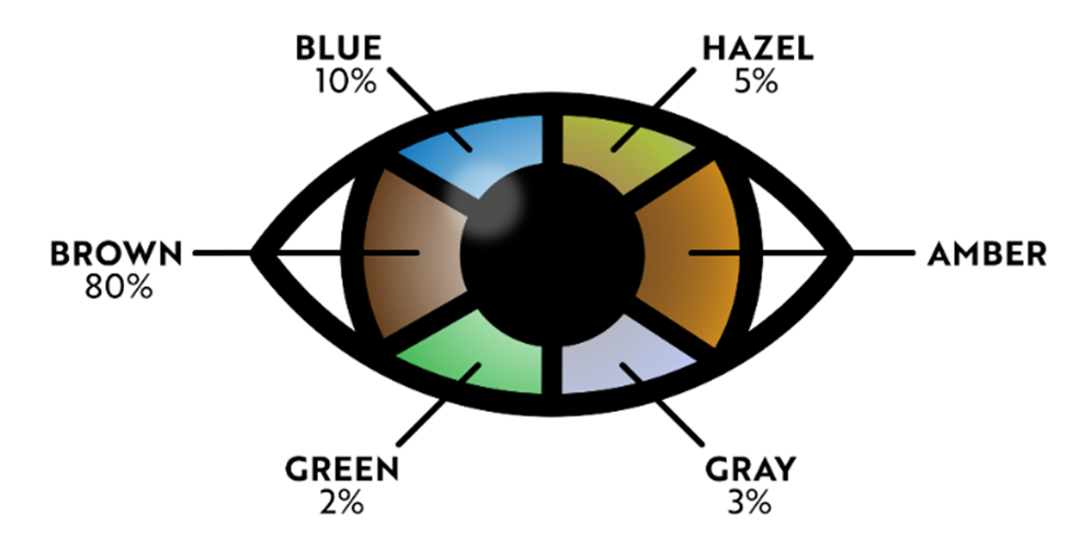 How Many Eye Colors Are There Which One Are The Most Common 